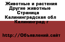 Животные и растения Другие животные - Страница 2 . Калининградская обл.,Калининград г.